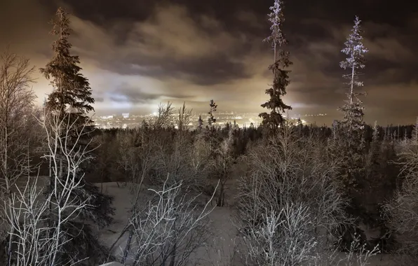 Picture winter, forest, landscape, the city