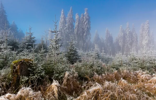 Picture frost, forest, frost