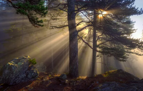 Picture forest, the sun, rays, pine, Heat