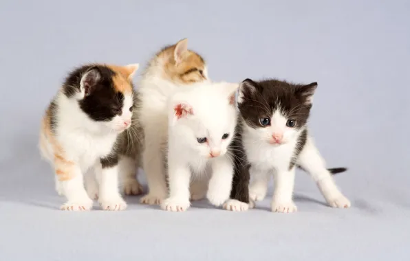 Picture portrait, four, kittens