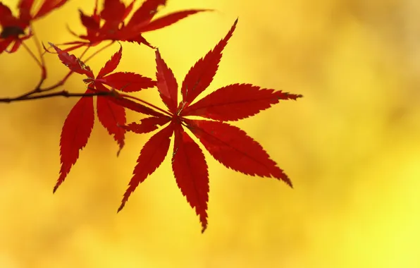 Picture autumn, leaves, branch, maple