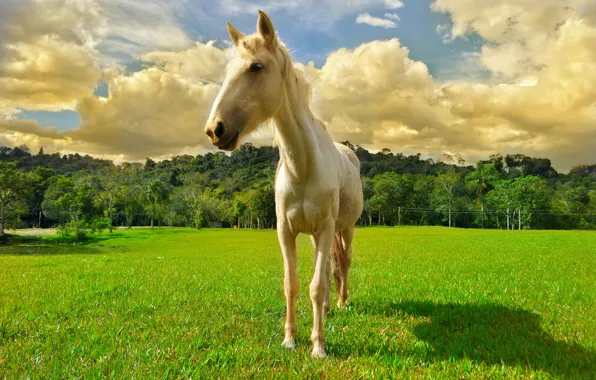 Picture field, the sky, clouds, horse