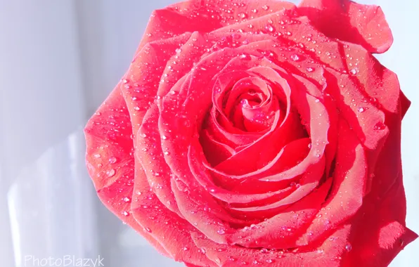 Picture flower, water, drops, rose, petals, scarlet