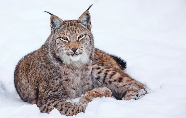 Picture winter, cat, snow, lynx