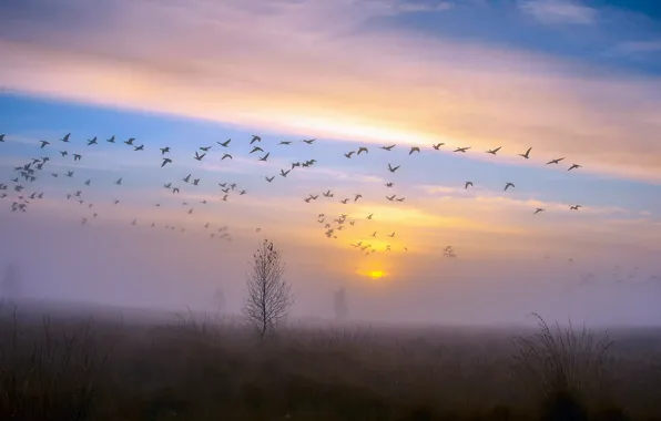 Picture autumn, the sky, sunset, birds, fog, Rosa, tree, duck, pack, the evening, after the rain, …