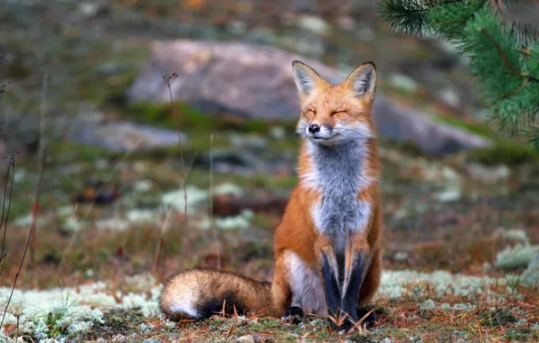 Picture autumn, nature, earth, Fox, red, sitting, squints
