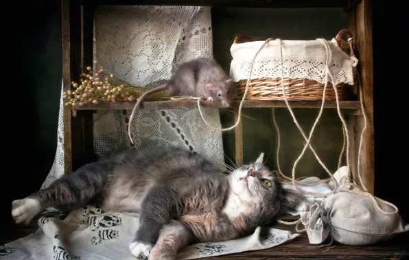 Picture cat, basket, rat, cat and mouse