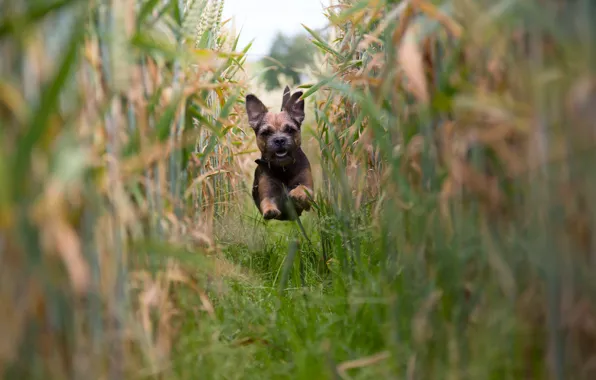 Picture field, mood, dog, corn, running, puppy, flight, The border Terrier