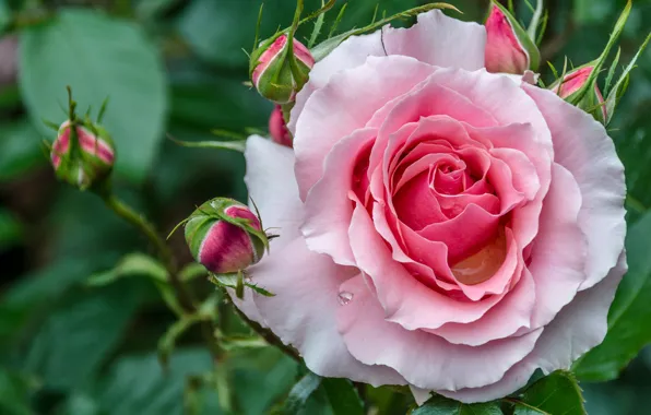 Picture macro, rose, beautiful, buds