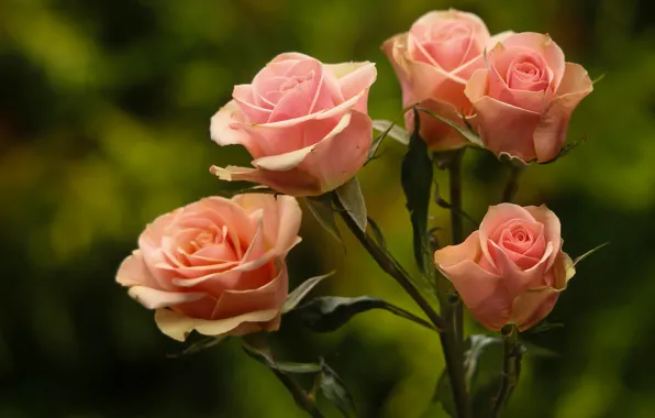 Picture background, roses, buds