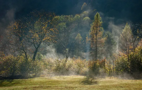 Picture autumn, forest, light, trees, fog, haze
