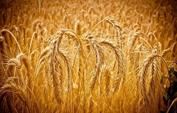 Picture Macro, Ears, Grain, Wheat, Macro, Cornfield