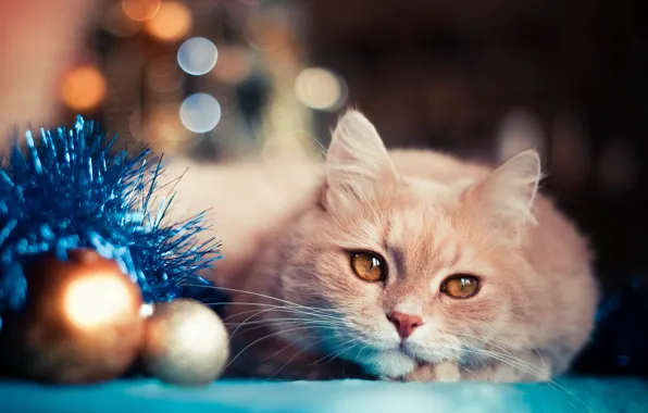 Picture cat, holiday, balls, toys, new year, tinsel, bokeh