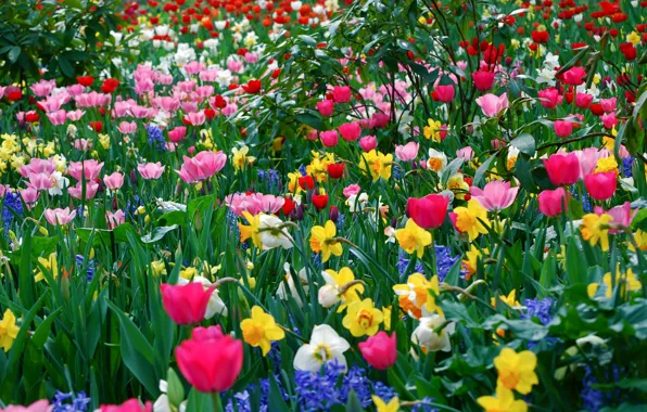 Picture flowers, spring, a lot, different, spring Wallpaper