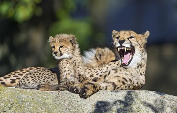 Picture cat, family, mouth, Cheetah, cub, kitty, yawns, ©Tambako The Jaguar