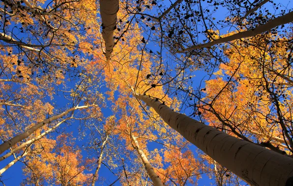 Picture autumn, the sky, leaves, trees, Colorado, USA, aspen, Aspen