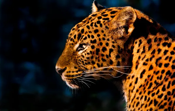 Picture mustache, light, spot, leopard