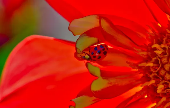 Picture flower, plant, ladybug, petals, insect