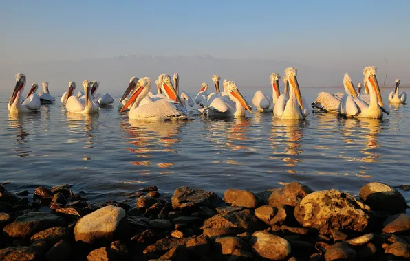 Picture water, birds, stones, beak, Pelican
