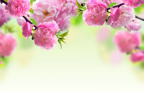 Picture flowers, branches, spring, pink, flowering