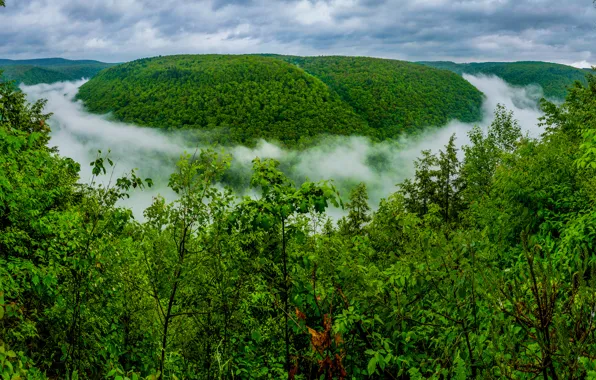 Picture forest, the sky, clouds, trees, fog, hill