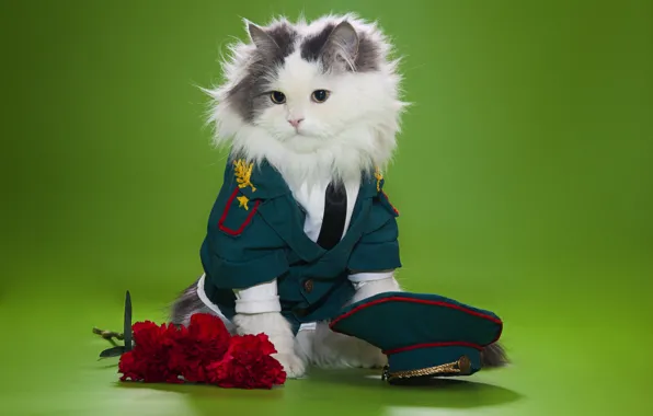 Picture cat, flowers, fluffy, cap, uniform, clove