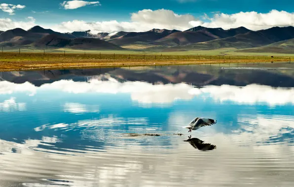 Picture clouds, flight, mountains, lake, reflection, bird, China, china, Tibet, tibet
