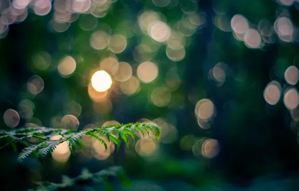 Picture leaves, macro, light, nature, sprig, branch, the evening, bokeh