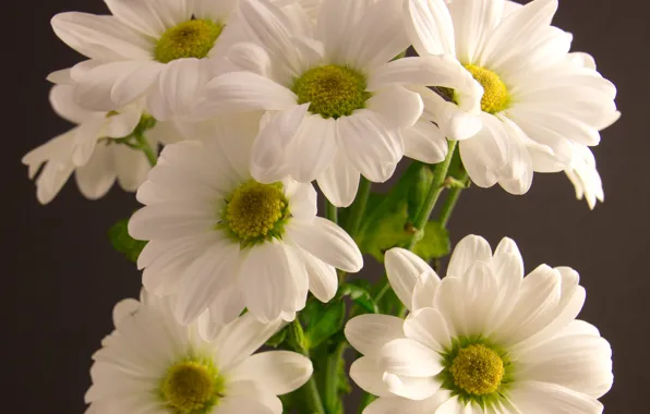 Picture flowers, bouquet, white, chrysanthemum