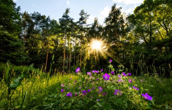 Picture forest, the sun, flowers, the evening