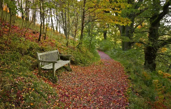 Picture autumn, forest, leaves, bench, shop, path