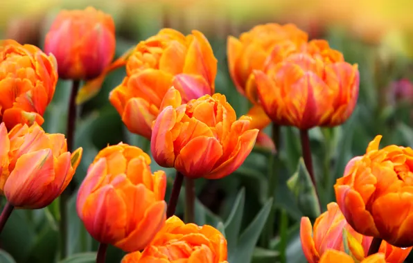 Picture field, leaves, flowers, spring, tulips, red, orange