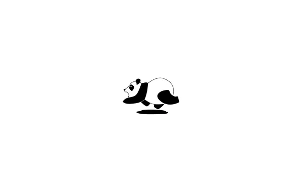 Picture black and white, white, black, Panda, white, black, black and white, panda