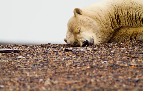Picture white, pebbles, dirty, stay, bear, bear, sleeping, global poteplenie