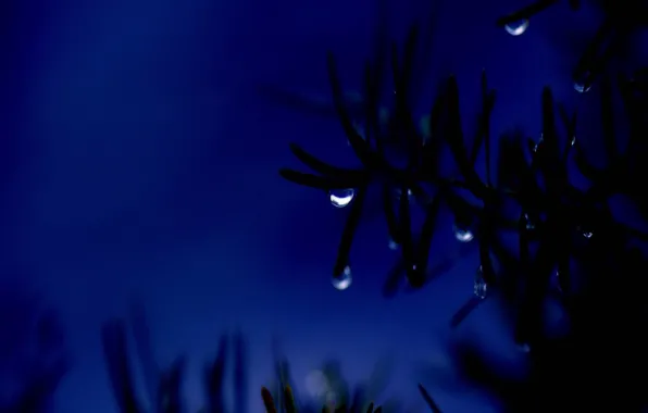 Picture night, blue, drop, branch