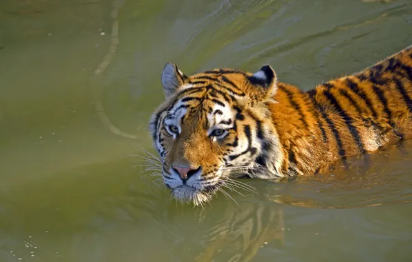 Picture cat, face, water, tiger, bathing, Amur, floats