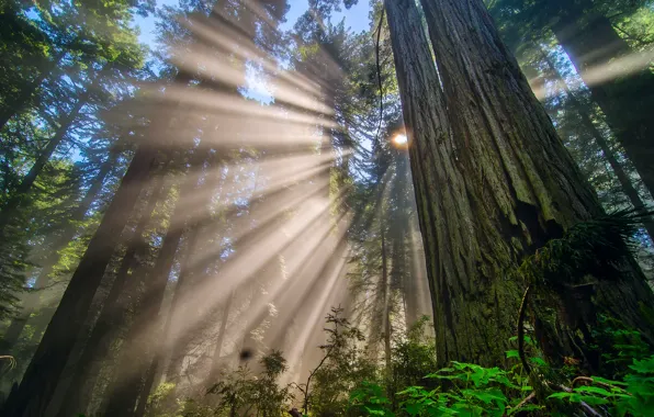 Picture forest, the sun, rays, light, trees, branches, Nature, CA, USA, Redwood national Park