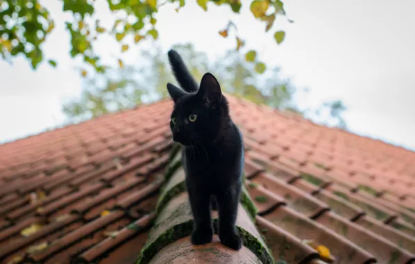 Picture roof, cat, summer, eyes, black