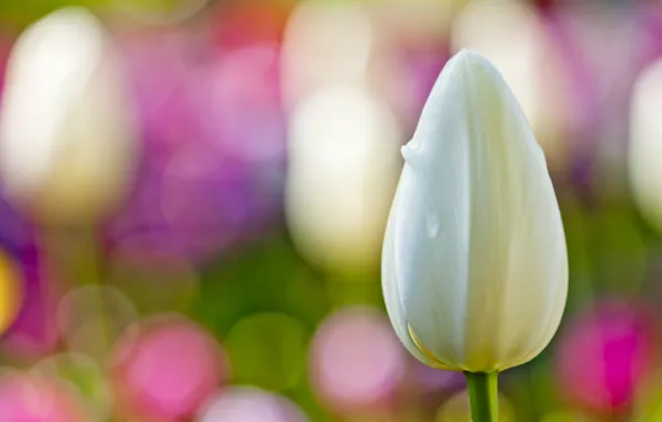 Picture white, flower, macro, background, Tulip