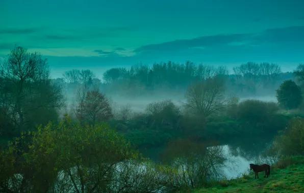 Picture the sky, clouds, trees, fog, river, horse, the evening