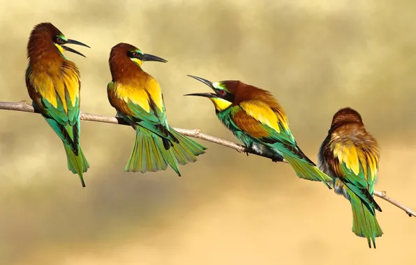 Picture birds, branch, bee-eaters