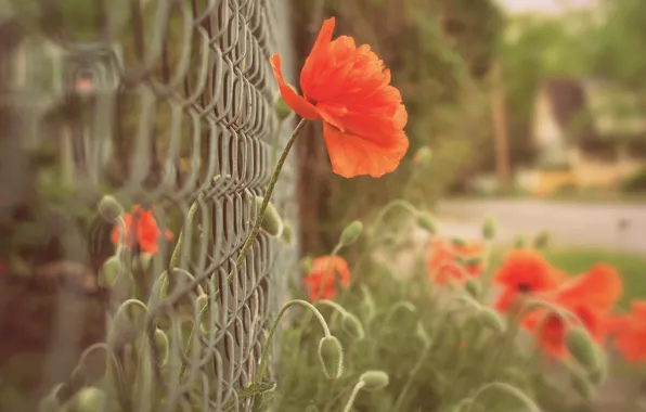 Picture macro, flowers, red, background, mesh, widescreen, Wallpaper, the fence, Mac, blur, fence, the fence, wallpaper, …