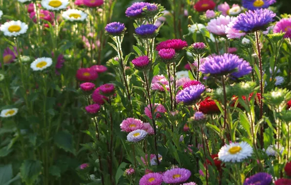 Picture flowerbed, colorful, asters
