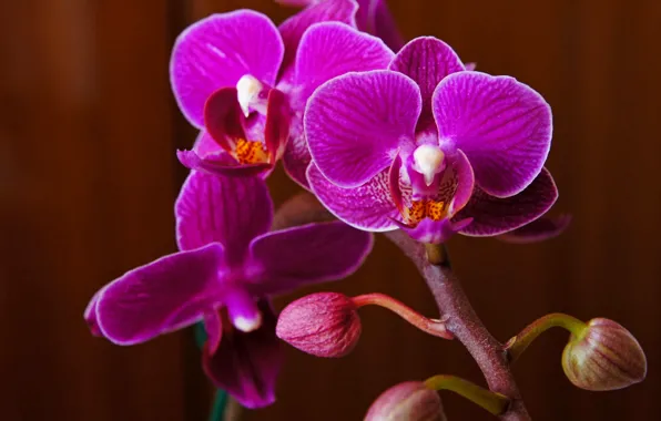 Picture flowers, plants, Orchid
