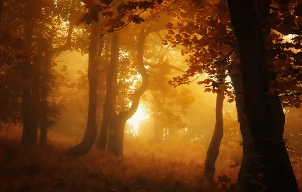 Picture forest, Autumn, fog, fall