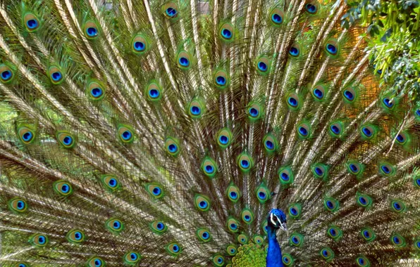 Picture widescreen, bird, Wallpaper, wallpaper, peacock, widescreen, background, the Wallpapers, full screen, HD wallpapers, fullscreen, bird …