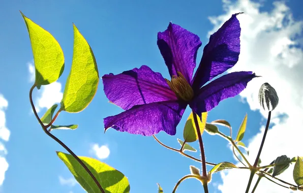 Picture flower, the sky, leaves, petals, clematis