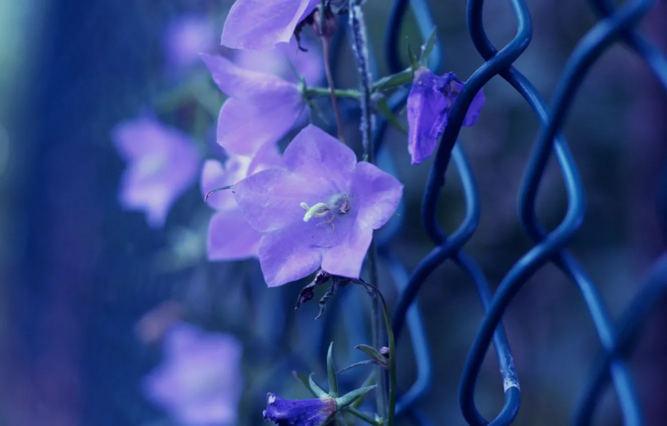 Photo wallpaper purple, macro, flowers, photo, mesh, color, the fence, bells