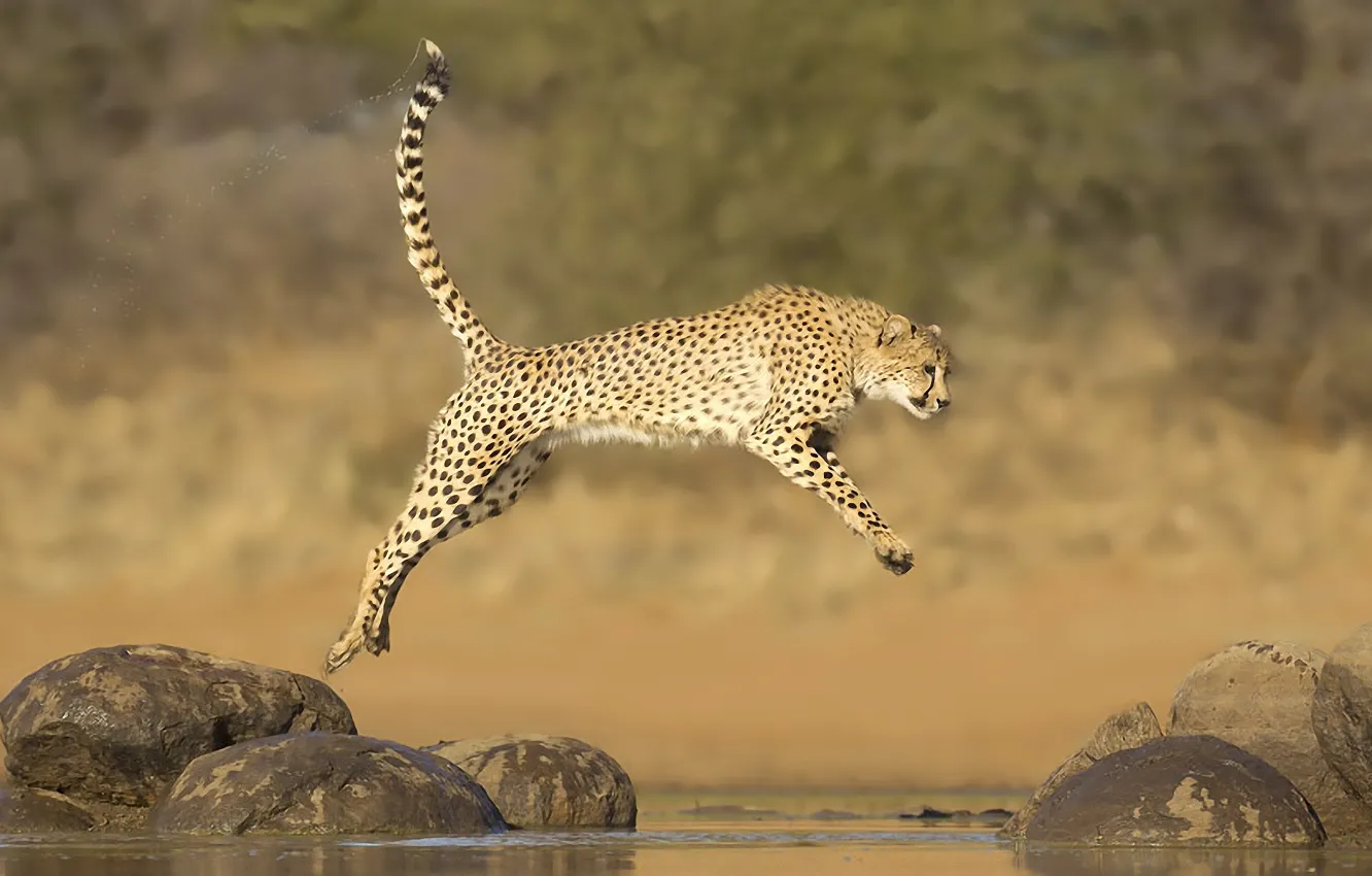 Photo wallpaper water, stones, jump, Cheetah