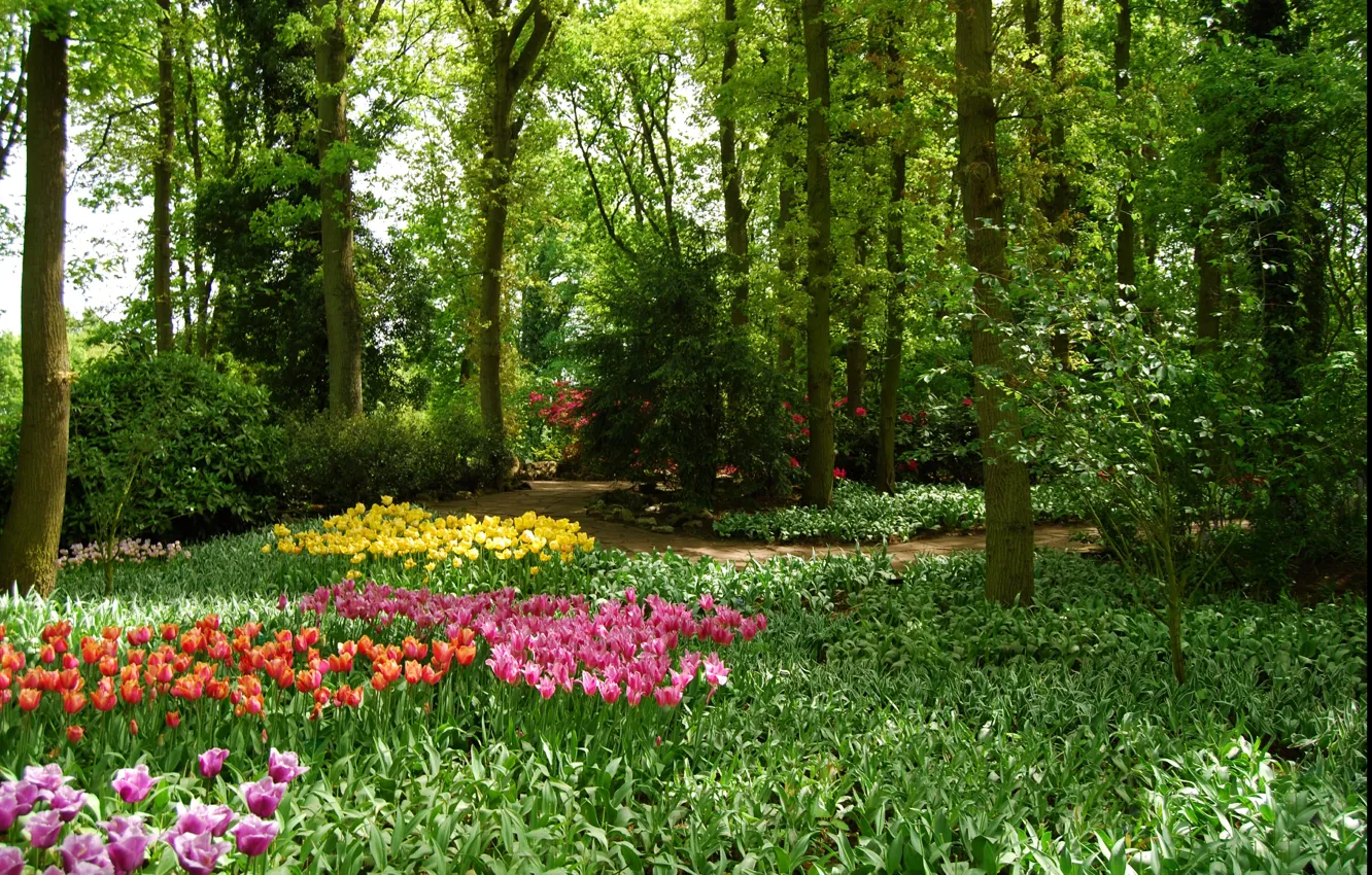 Wallpaper greens, trees, flowers, Park, spring, garden, tulips, Nature,  trees, park, flowers, garden, tulips, spring images for desktop, section  природа - download